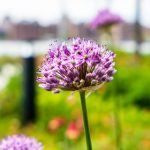 香蕉www.5.app usypx0er